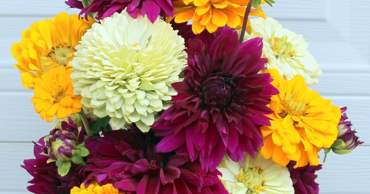 DINNER PLATE DAHLIAS AND STATE FAIR ZINNIAS BEAUTIFUL COLORS FOR COMPLIMENTARY FALL