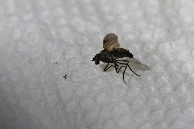 A Fly That Died Trying (To Bite Us) – One of Many