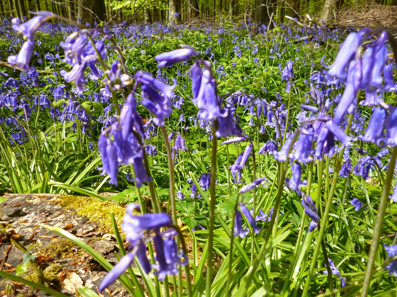 english woodland bluebells