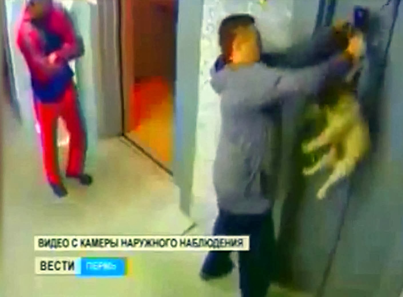 Four legged friends (and enemies) Dog killed in lift accident after