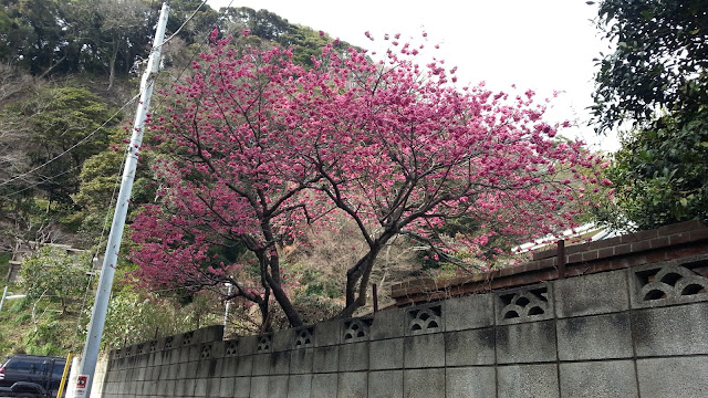 長谷寺.