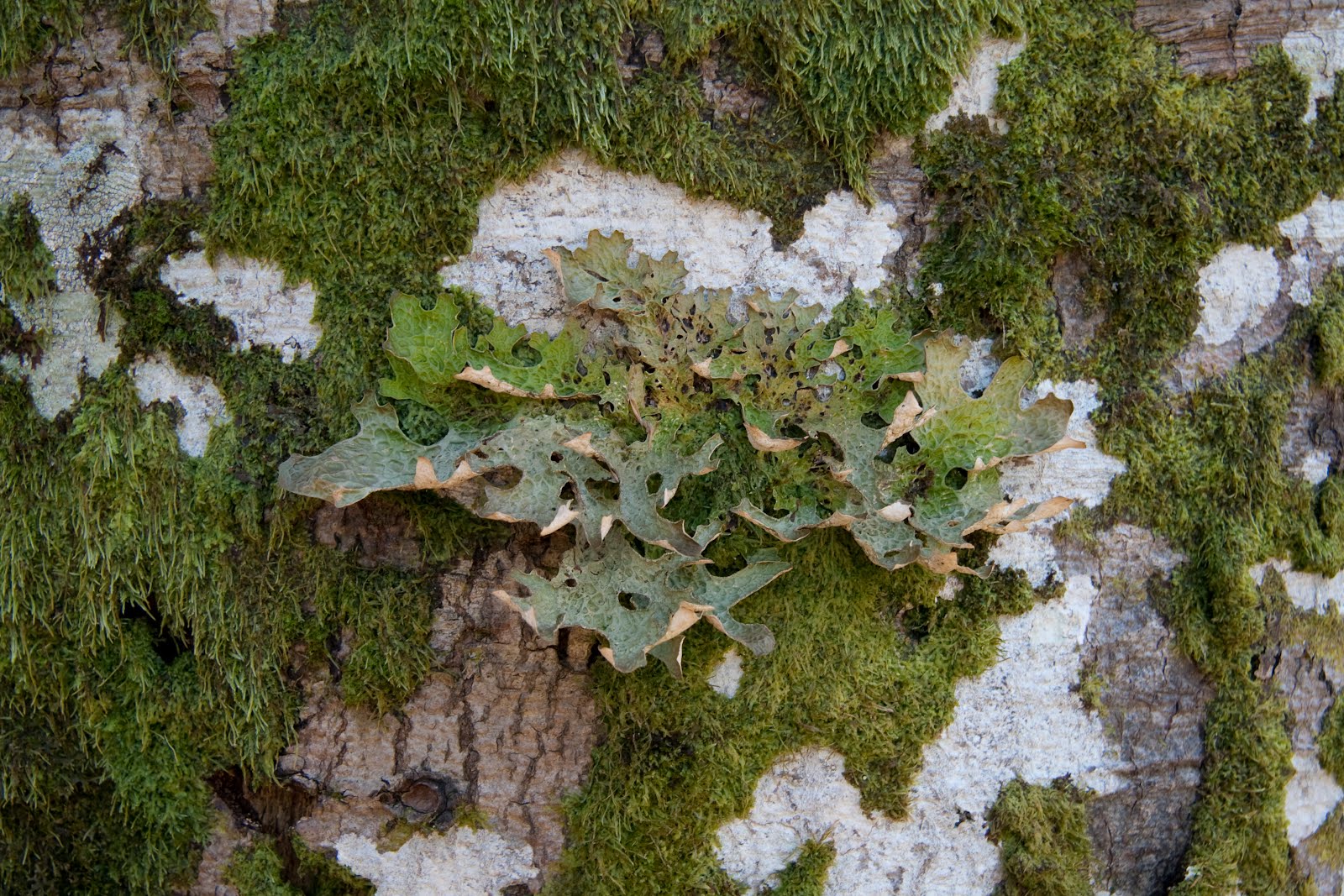 Happy Reskilling Found Lung moss!