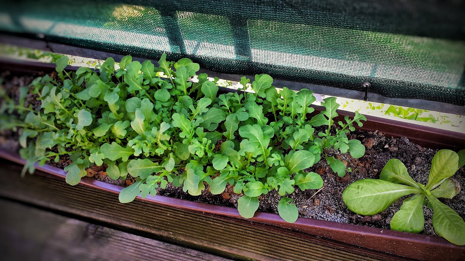 Balkonernte Ein Balkongärtner Baut Gemüse Auf Dem Balkon An Rucola Blumenkasten