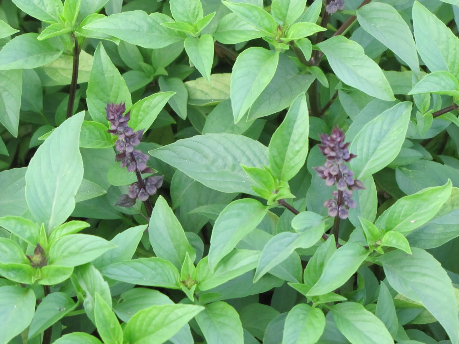 Garden Thymes Glorious basil