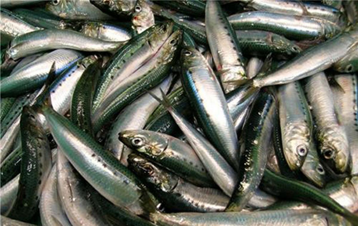 Làm nước mắm bằng cá mòi Sardines Quinhon11