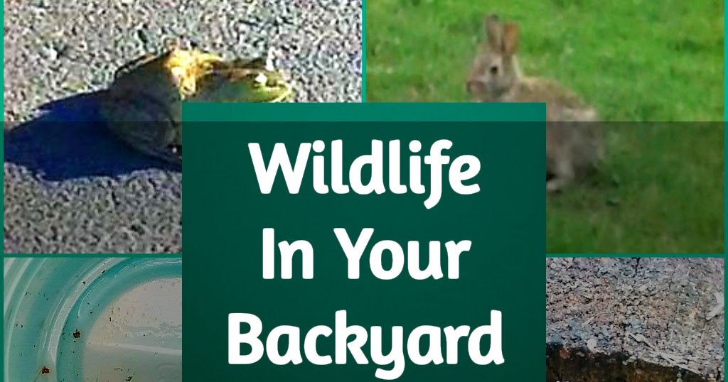 Rusty2rusty's Chatter Wildlife In Your Backyard