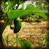Inspirational Agriculture Quotes And Sayings With Famous Pictures