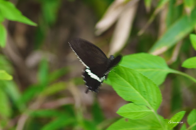 雞南山的玉帶鳯蝶