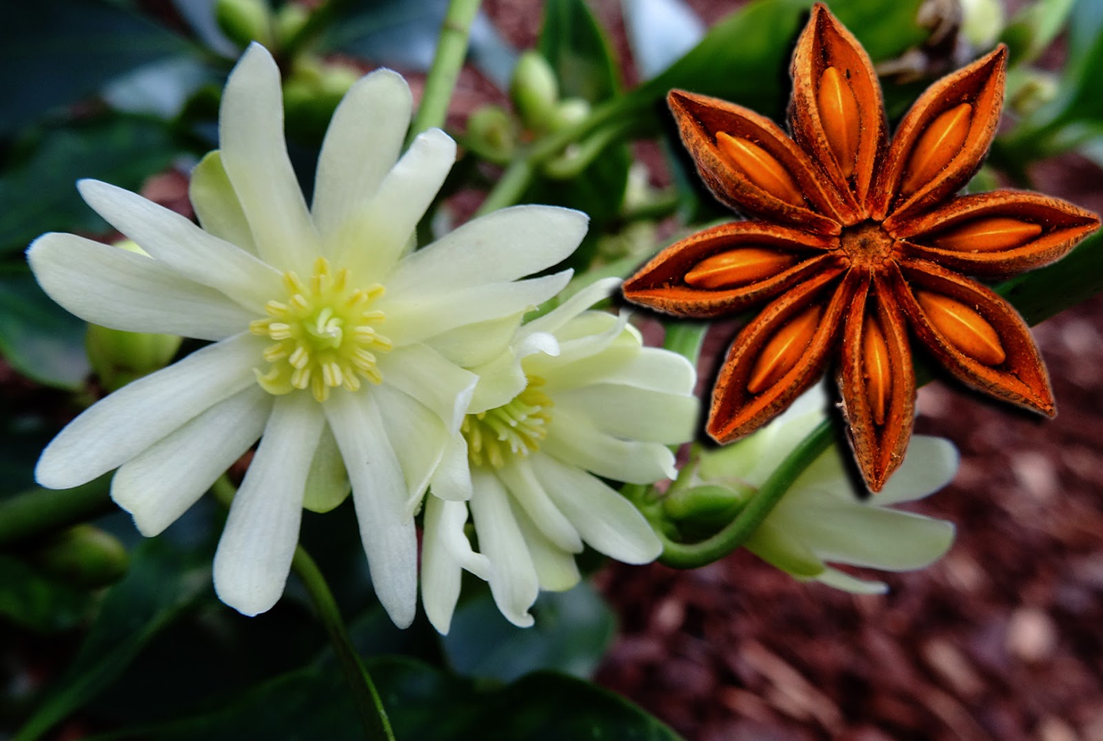 Star Anise Plant