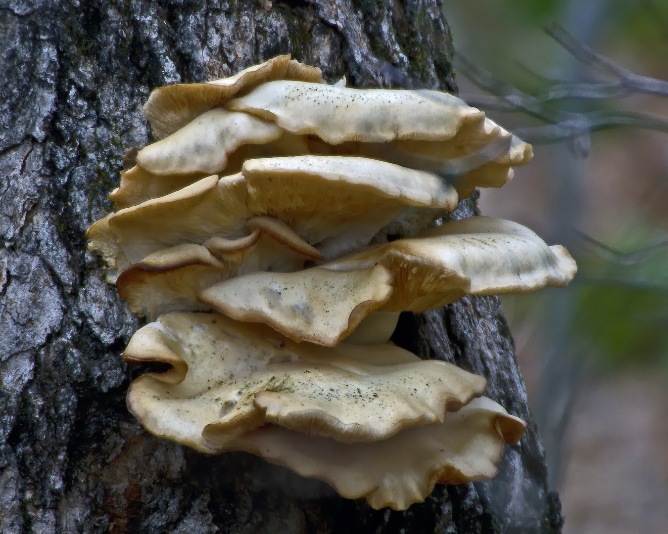 tree Deer fungus lick