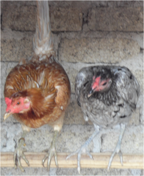 JI GALLOS Gallo Cenizo (Miner Blue)