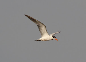 Caspian Tern (2013)