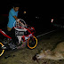 Semoviente causa accidente de motociclista en Estelí