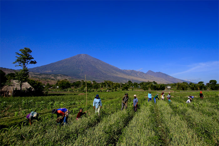 Lombok default. Sembalun lombok. sembalun. sembalun east lombok. sembalun land.