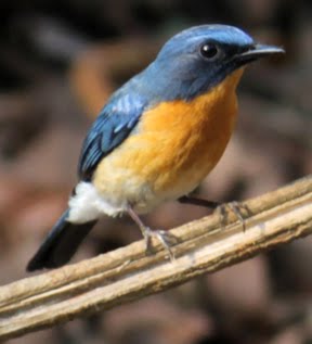 Birds Of Western Ghat