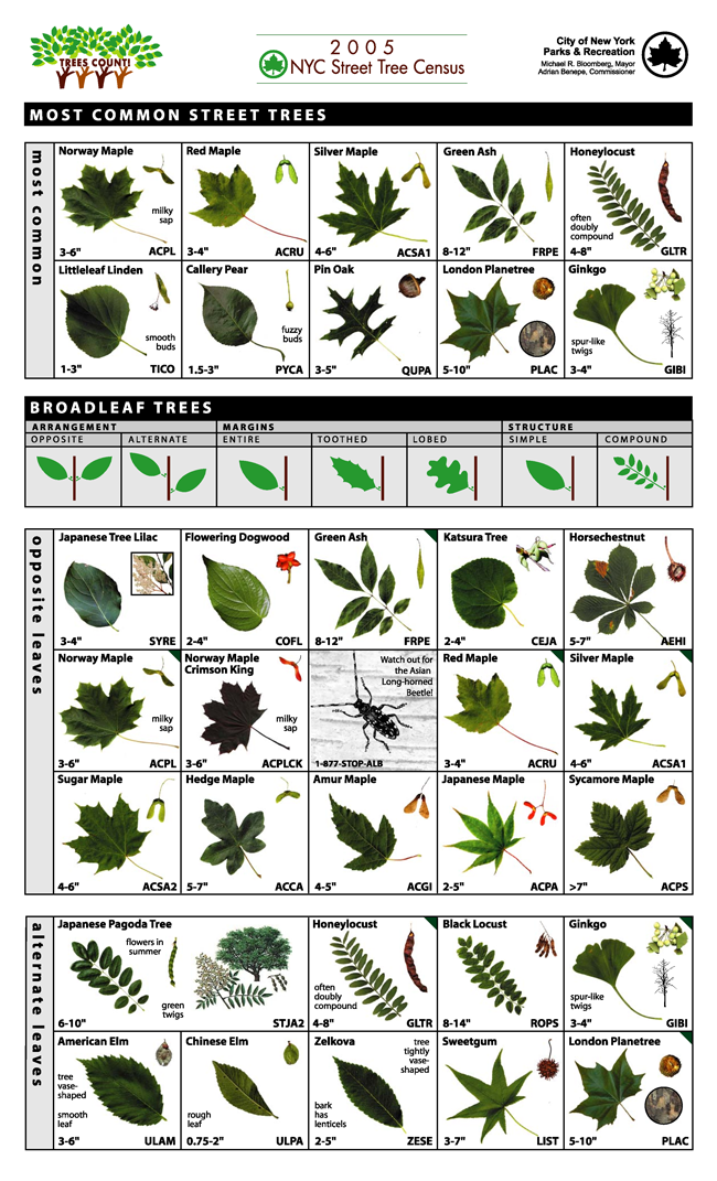 Nc Tree Leaf Identification Chart