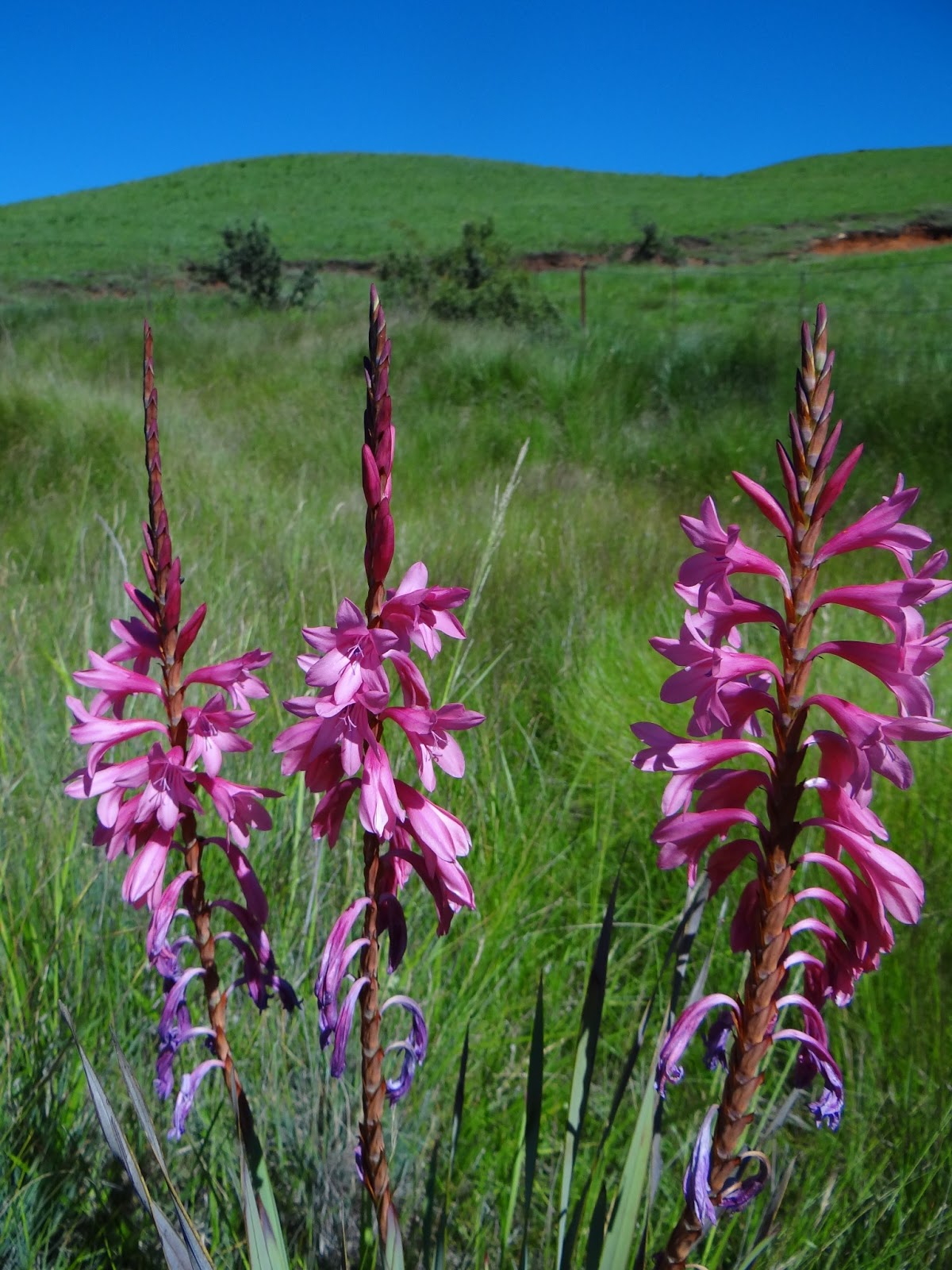 Caerulean Skies Summer Flowering South African Bulbs
