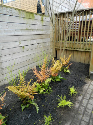 Riverdale Backyard Garden Makeover After by Paul Jung Gardening Services--a Toronto Organic Gardening Company Riverdale Backyard Garden Makeover After by Paul Jung Gardening Services--a Toronto Organic Gardening Company