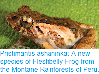 http://sciencythoughts.blogspot.co.uk/2017/01/pristimantis-ashaninka-new-species-of.html
