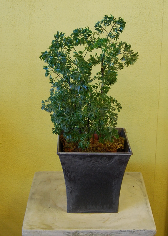 The Indoor Garden About the Parsley Aralia
