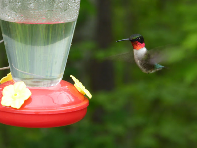 The Enchanted Tree: Attracting and Feeding Hummingbirds