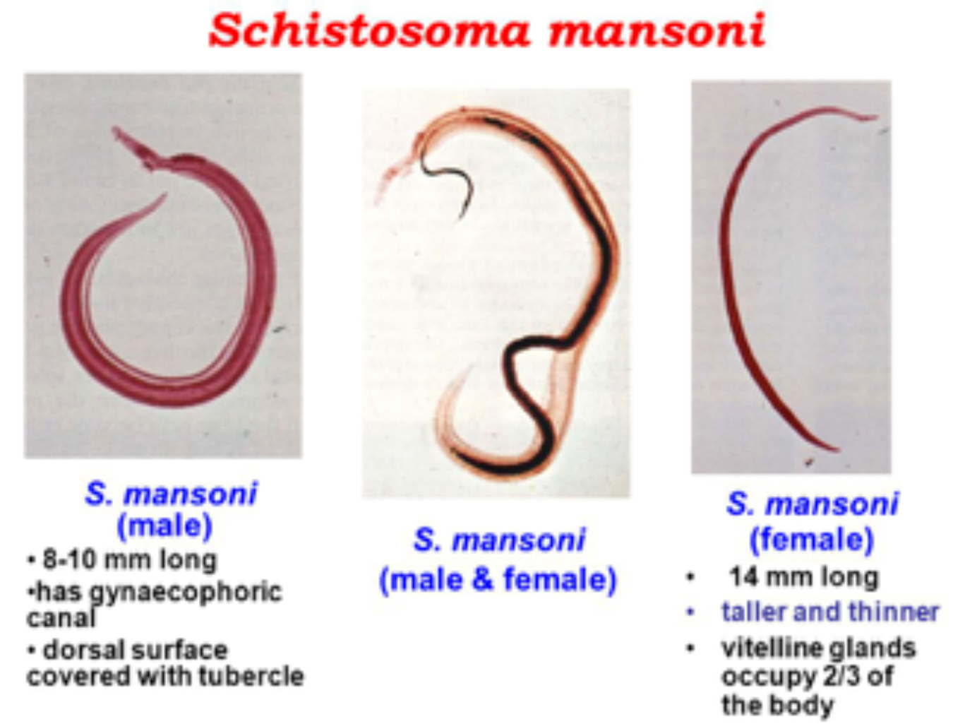 Шистосома Мансона s. mansoni
