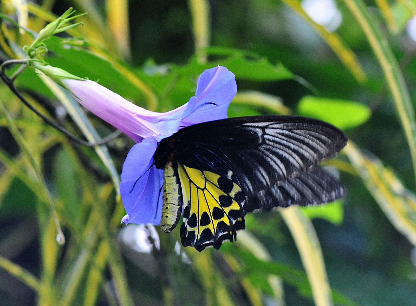 The Life Journey in Photography: Flowers @ Perdana Botanical Garden