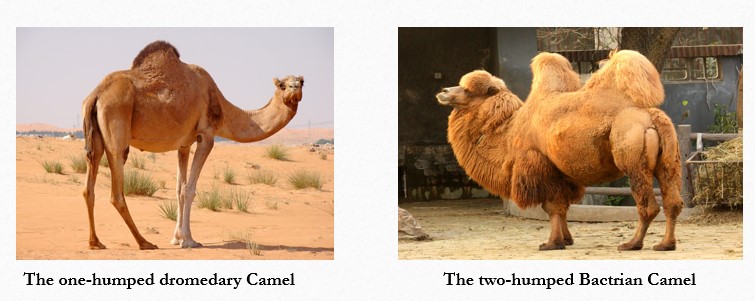 Camel Fibre | Types of Camel Fibre | End uses