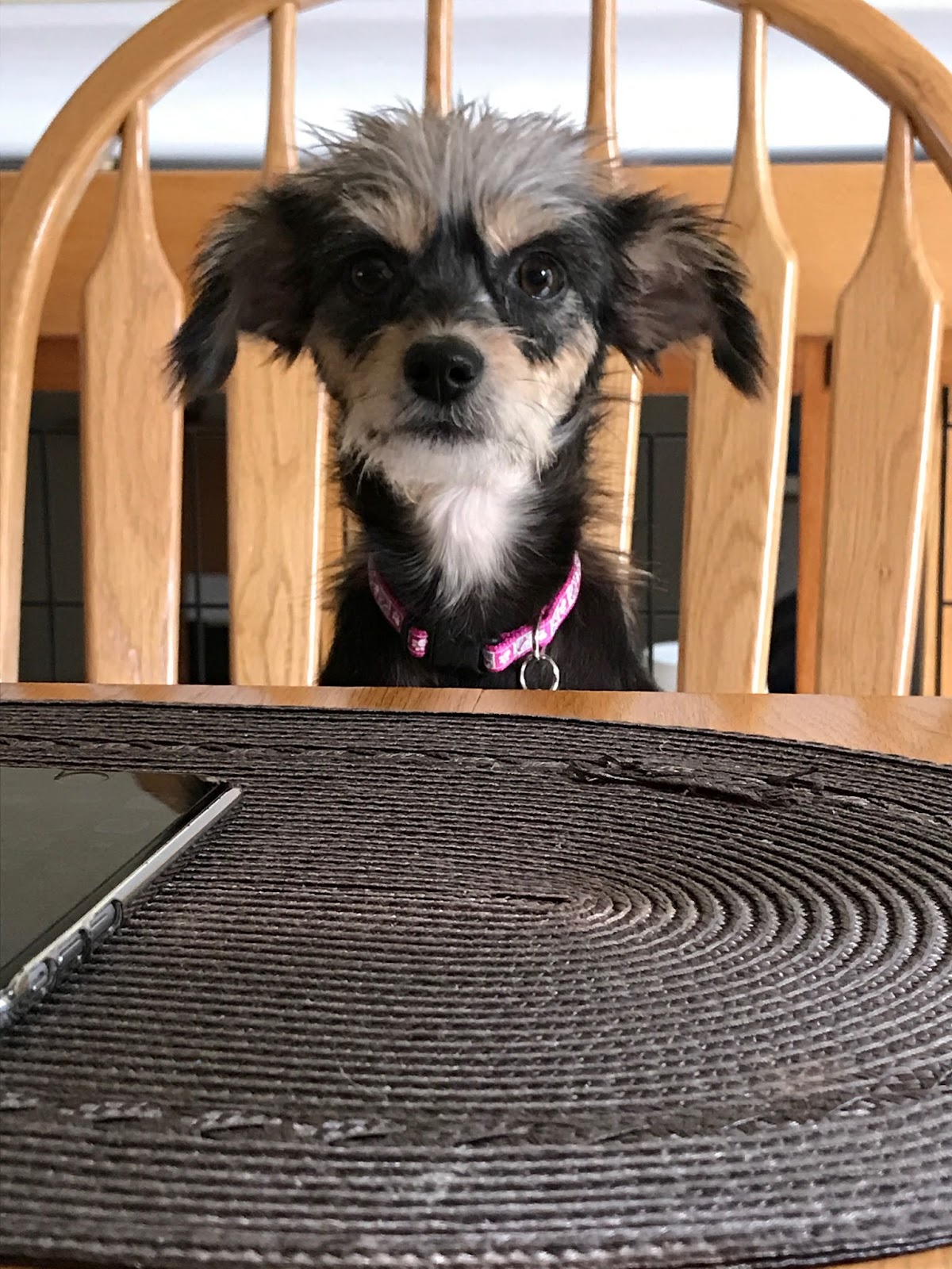 Homemade Hard Dog Food Homemade Hard Dog Food