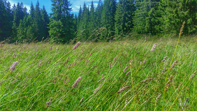 Blick von Erzgebirgskamm, Erzgebirge Hochmoor kleiner Kranichsee Johanngeorgenstadt