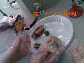 مدونة مختبر العلوم: oyster anatomy تشريح المحار
