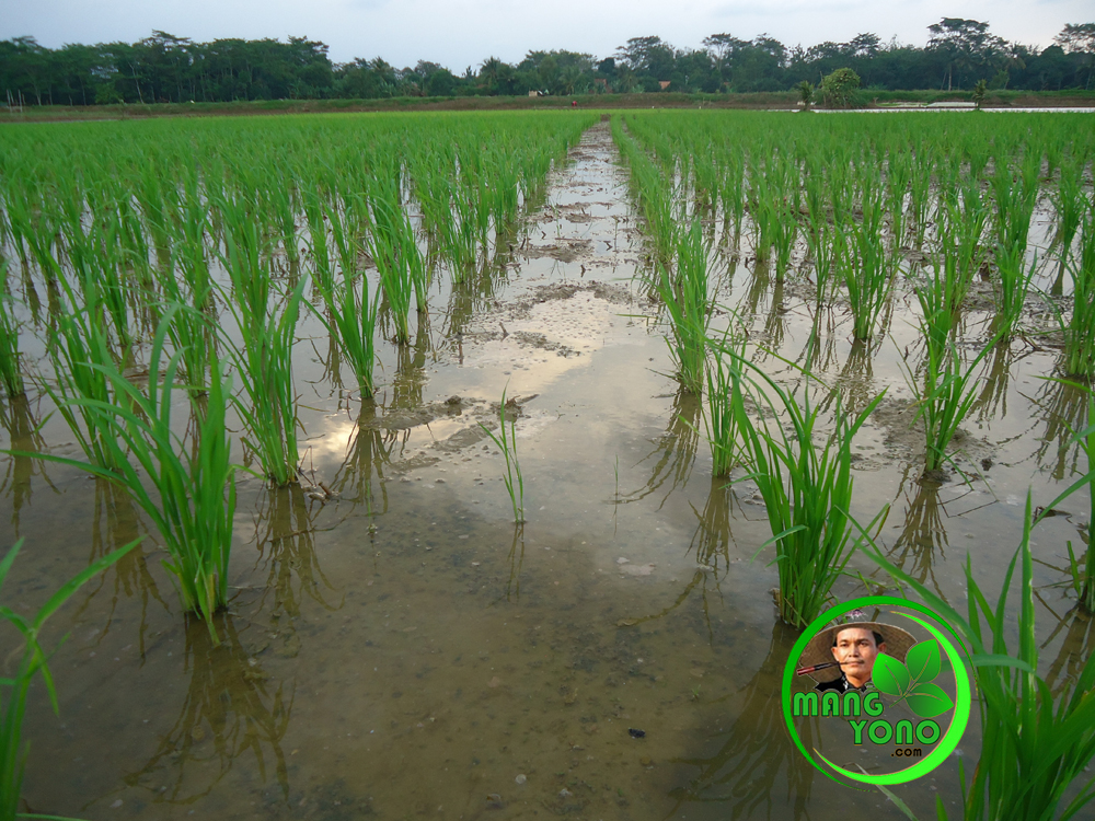 Aturan Pengairan Sesuai Umur Tanaman Padi Sawah Blog Gambar Kolase