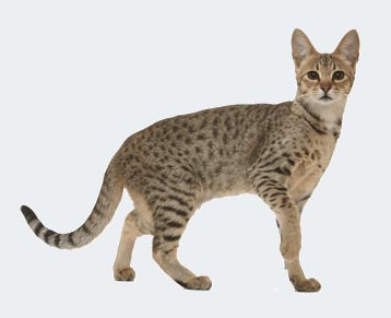 peluche serval