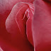 Gambar, Bentuk Dan Jenis Vagina Wanita Di Seluruh Dunia thumbnail