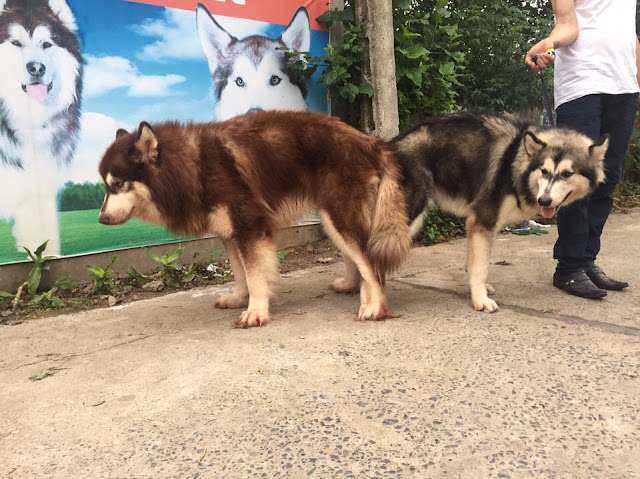 Đực phối giống chó alaska Phi Tôm Đực phối giống chó alaska Phi Tôm