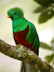 quetzal bird birds facts interesting exotic beauty