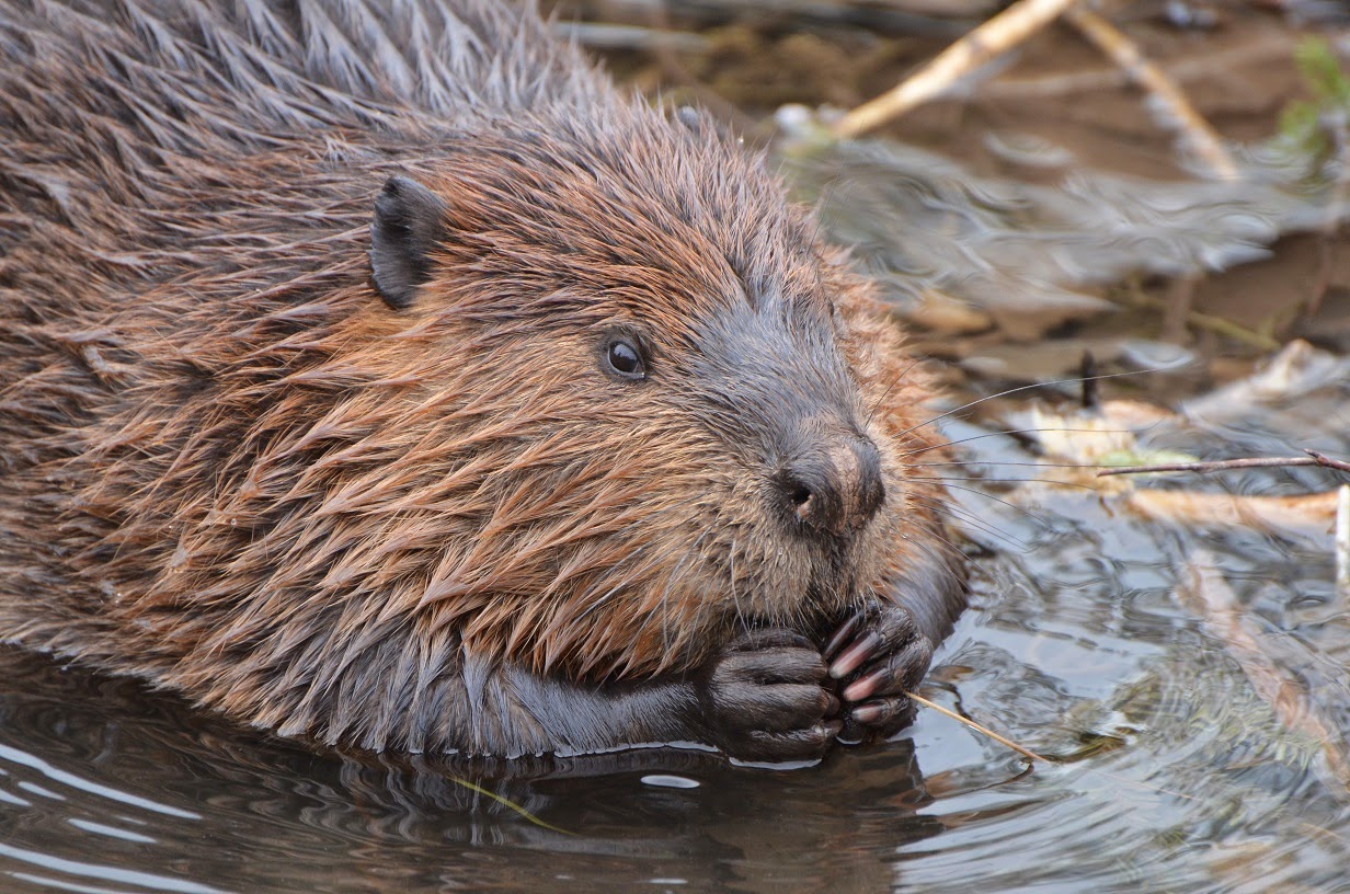 Tales From The Wilds The Beavers Prep for Winter