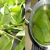 Eliminate Wrinkles And Get Rid Of Acne Using This Leaves