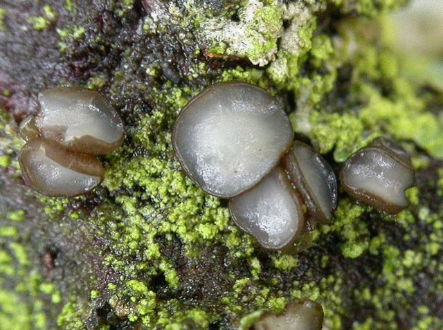 Xeropilidium dennisii 