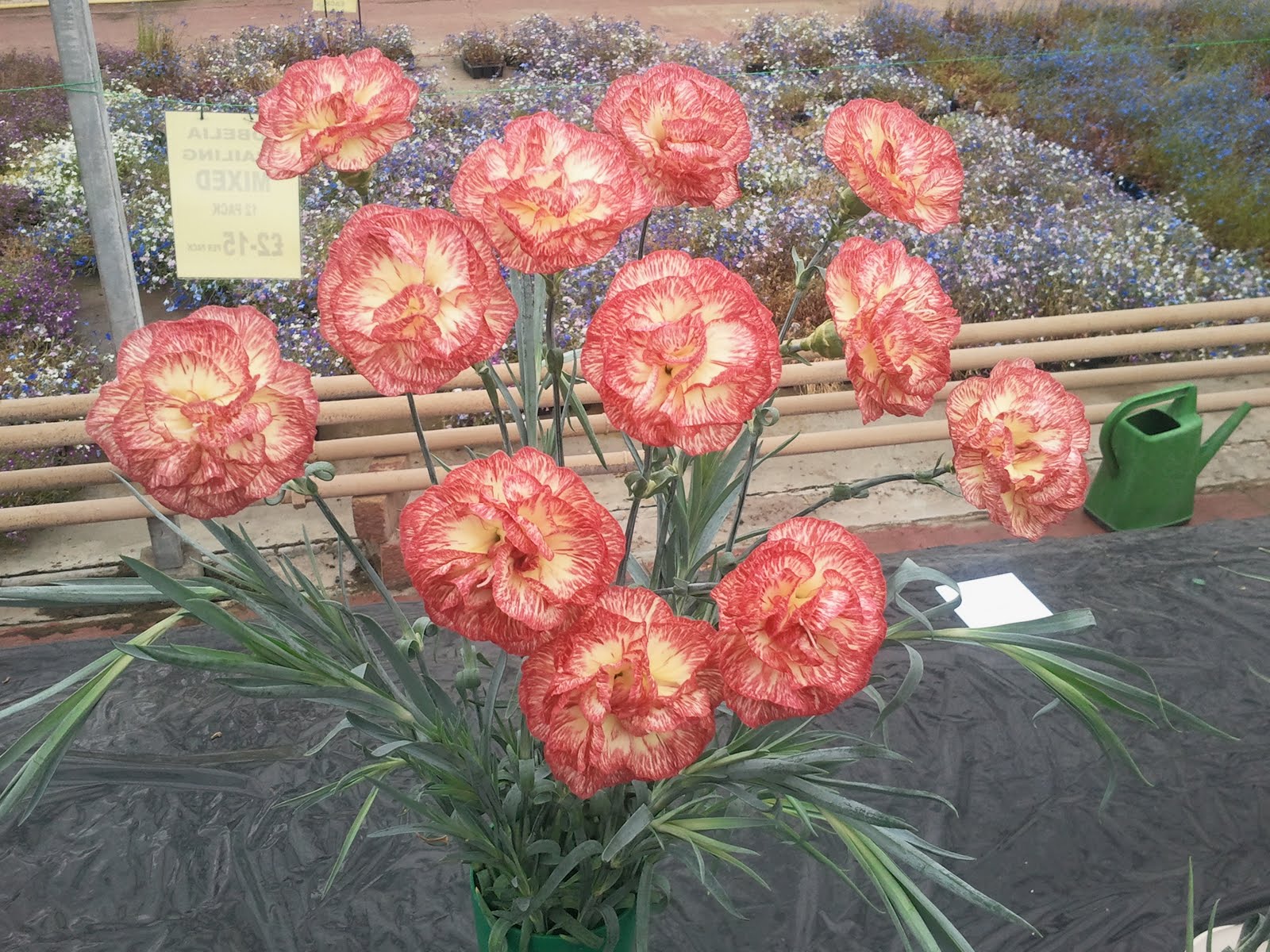 Breeding and Showing Flowers Border Carnations