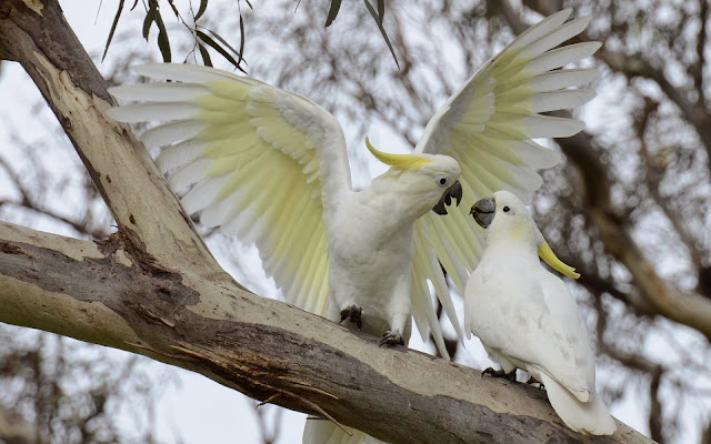 White Cockatoo Parrots