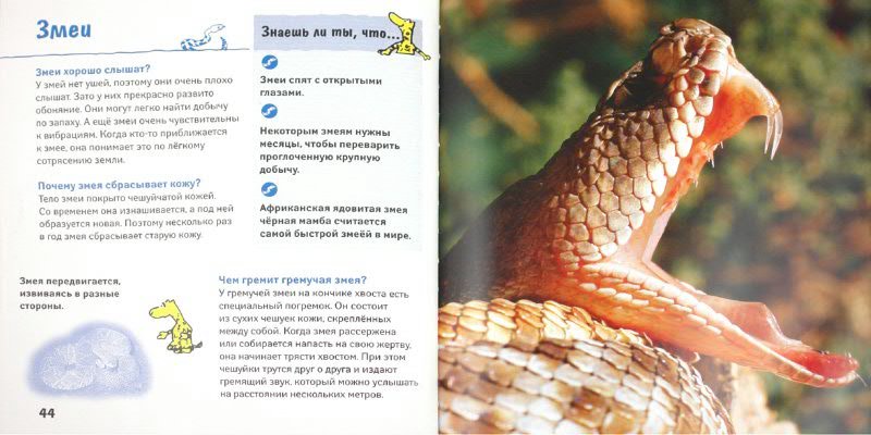 Сколько еголок у ёжика. Придумай свои вопросы типа почему тигр полосатый. Придумать вопросы такого типа почему тигр полосатый. Придумать вопросы такого типа почему тигр полосатый. Волки умеют лаять.