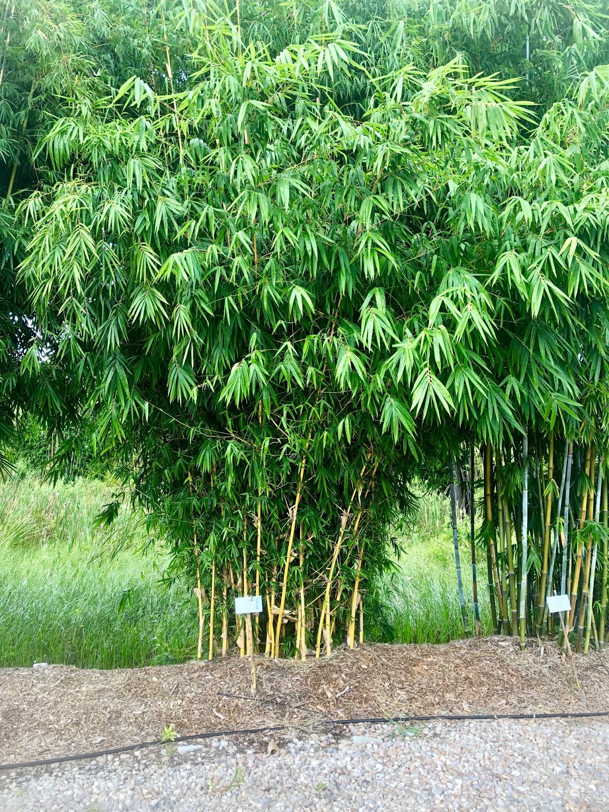 Beautiful Bamboo Discounted Prices on Select Bamboos