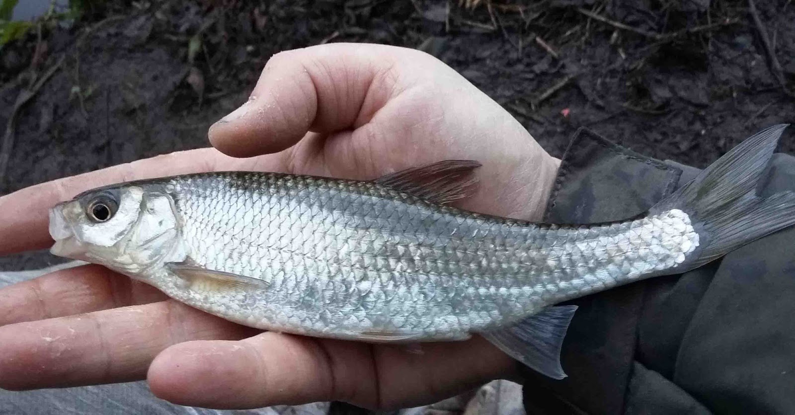 the lure of angling dace chase