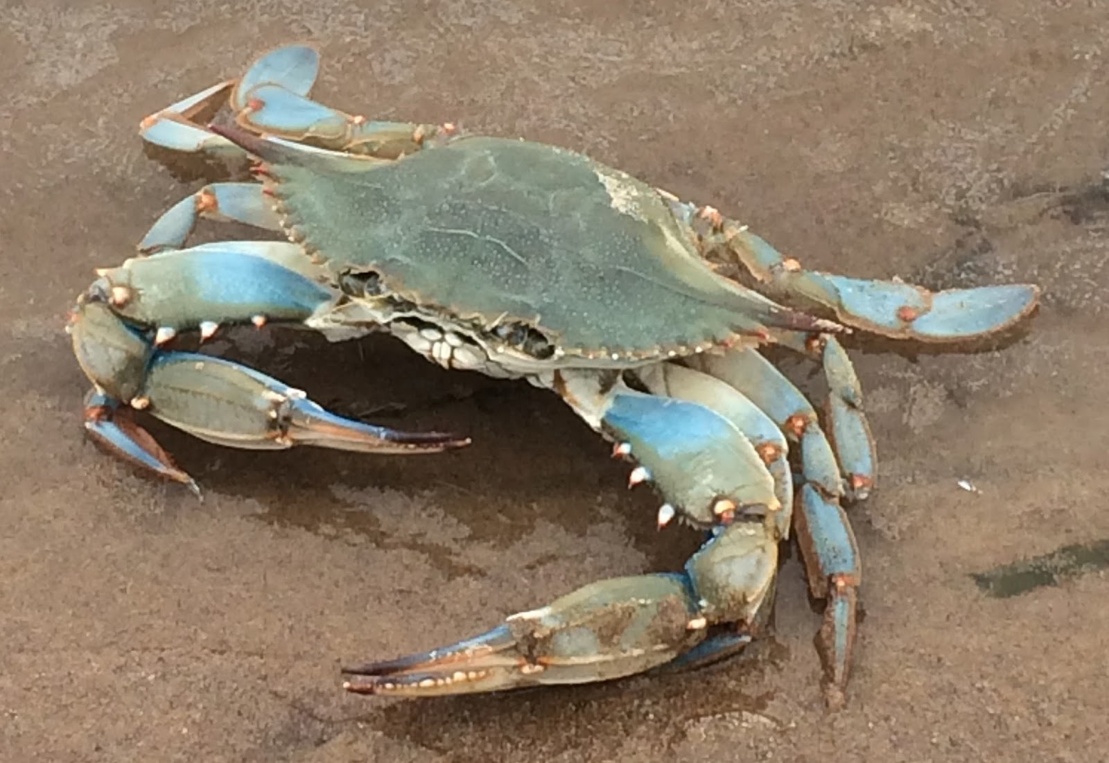 The Crab Guy | Blue Claw Crab Blog