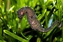 Kuda Laut Kuda Laut