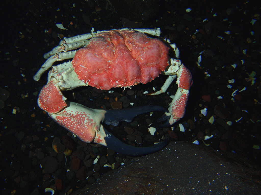 AQUATICHYK GIANT TASMANIAN CRAB / Pseudocarcinus gigas