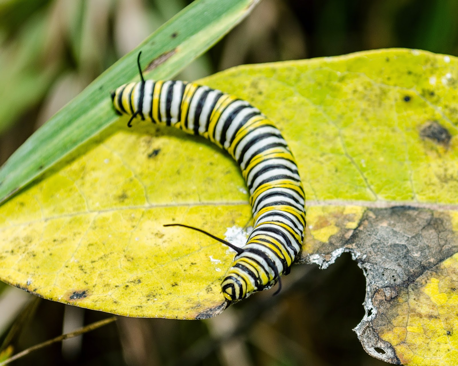 Monarch Butterfly Caterpillar Monarch Butterfly Caterpillar