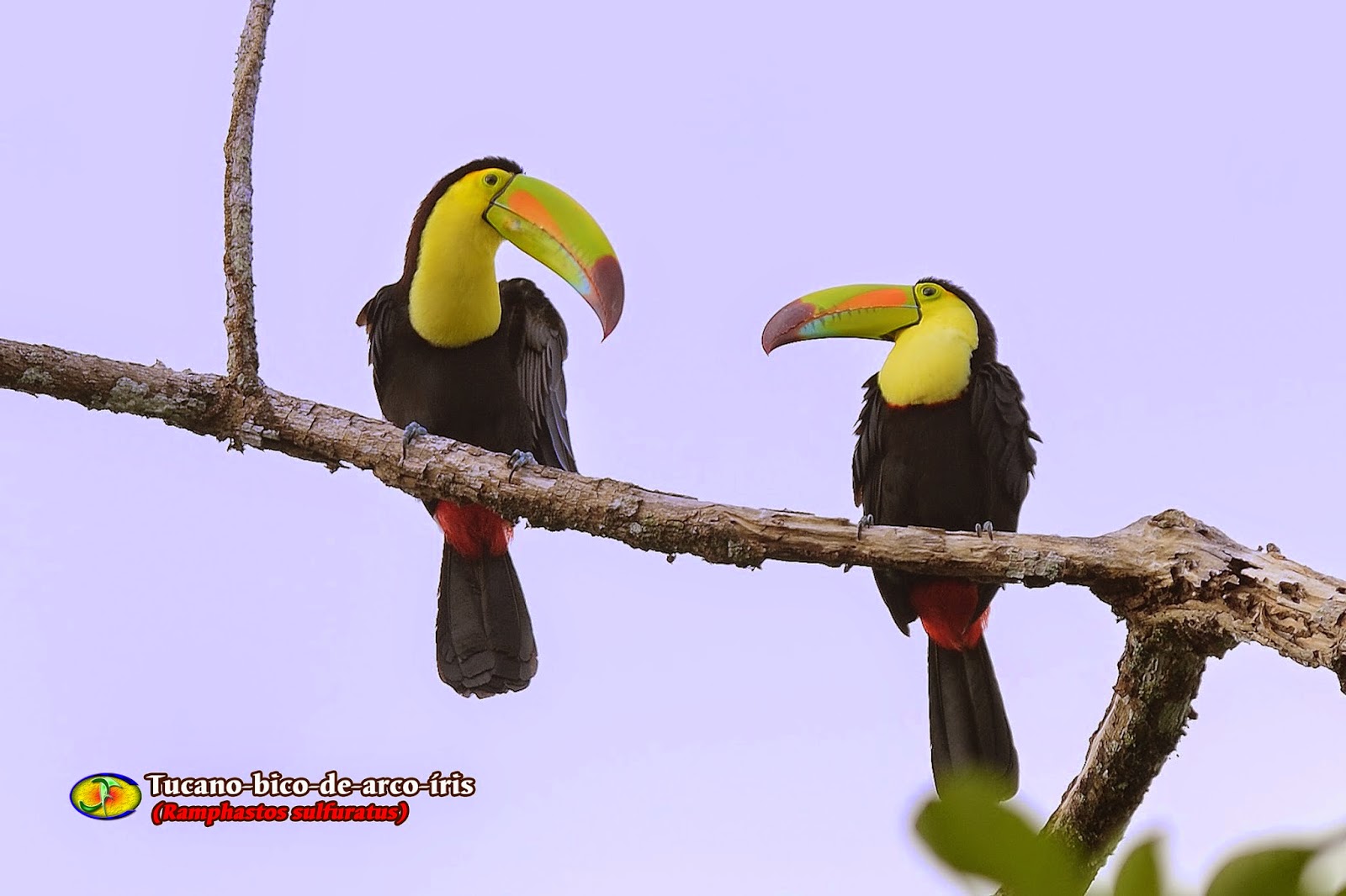 Zoologia Tucanobicodearcoíris (Ramphastos sulfuratus) Zoologia Tucanobicodearcoíris (Ramphastos sulfuratus)