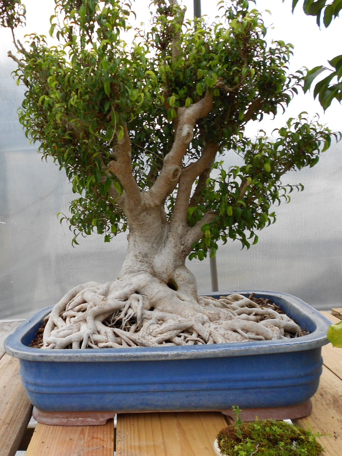 Ficus Toolittle